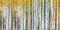 Autumn Nov Fine Art Print