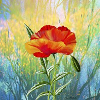 Poppy Flower Fine Art Print