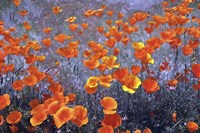 Wild Flowers Field Fine Art Print