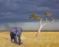Elephant Walking Fine Art Print
