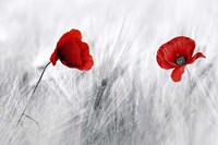 Twin Poppy Fine Art Print