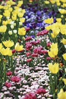 Full Of Colors (2) Fine Art Print