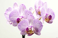 Orchid 1 Fine Art Print