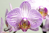 Orchid 2 Fine Art Print