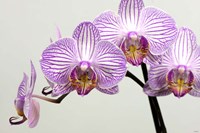 Orchid 3 Fine Art Print