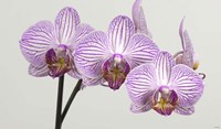 Orchid 4 Fine Art Print