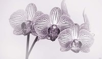 Orchid 4 BW Fine Art Print