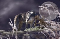 First Frost Fine Art Print