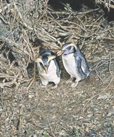 A Formal Affair Fine Art Print