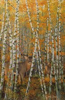 Autumn Stags Fine Art Print