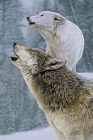 Call Of The Wild Fine Art Print