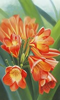 Clivia Fine Art Print