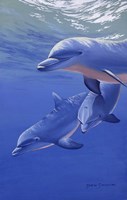 Dolphin Smile Fine Art Print