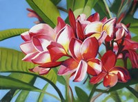 Frangipani Days Fine Art Print