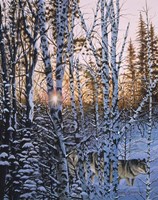 Lupus Dawn Fine Art Print