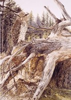 Midnite Prince Fine Art Print