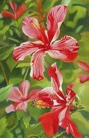 Red Hibiscus 3 Fine Art Print