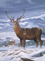 Royal Scot Fine Art Print