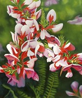 Small Pink Fine Art Print