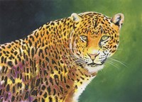 The Stare Fine Art Print