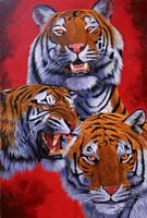 Tigers Fine Art Print