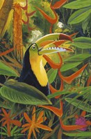 Toucan Colors Fine Art Print