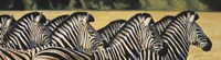 Zebras Fine Art Print
