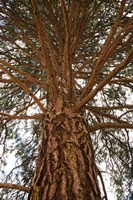 Branching Out Fine Art Print