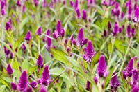 Celosia Fine Art Print