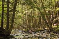 Charles Brown Brook Fine Art Print