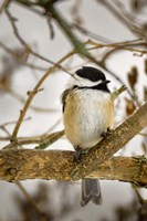 Chickadee Fine Art Print