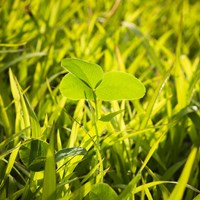 Clover In Sun Fine Art Print