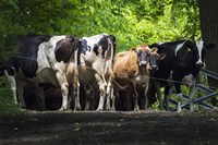 Dairy Cows Fine Art Print