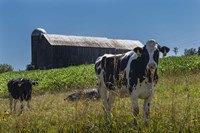 Dairy Farm Fine Art Print