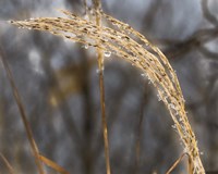 Delicate Dew Fine Art Print