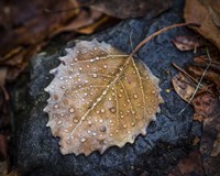Dew Drops Fine Art Print