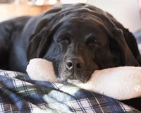 Doggone Tired Fine Art Print