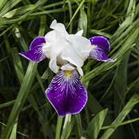 Iris Fine Art Print