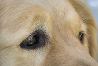 Irresistable Eyes Fine Art Print