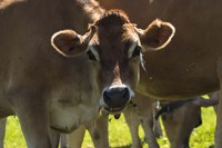 Jersey Cow Fine Art Print