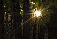 Leaf Peeping Sun Fine Art Print