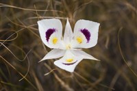Mariposa Lily Fine Art Print