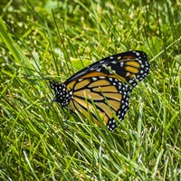 Monarch Fine Art Print