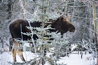 Moose Profile Fine Art Print