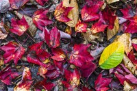 Nature's Palette Fine Art Print