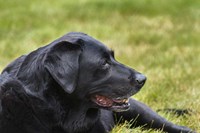 Old Girl Fine Art Print