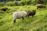 Peeping Sheep Fine Art Print