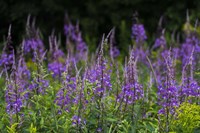 Purple Pollen Fine Art Print