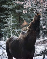 Reach Higher Fine Art Print