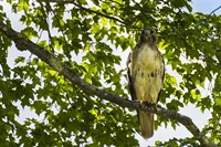 Red Tailed Hawk Fine Art Print